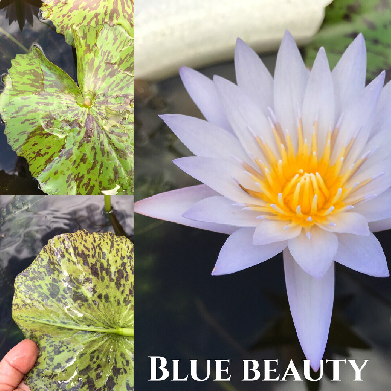 Nymphaea Blue Beauty Water Lily Aquatic Pond Flower