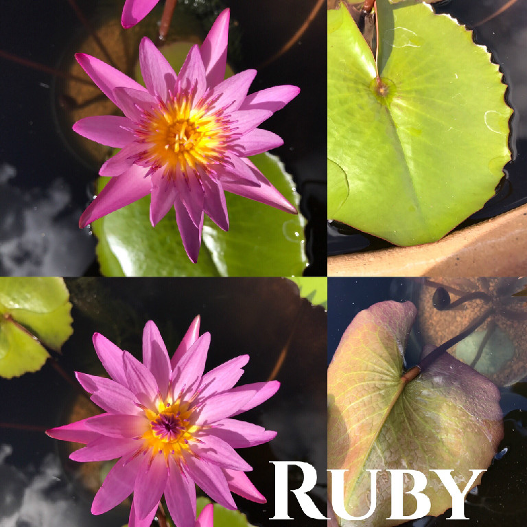 Nymphaea Ruby Water Lily Aquatic Pond Flower