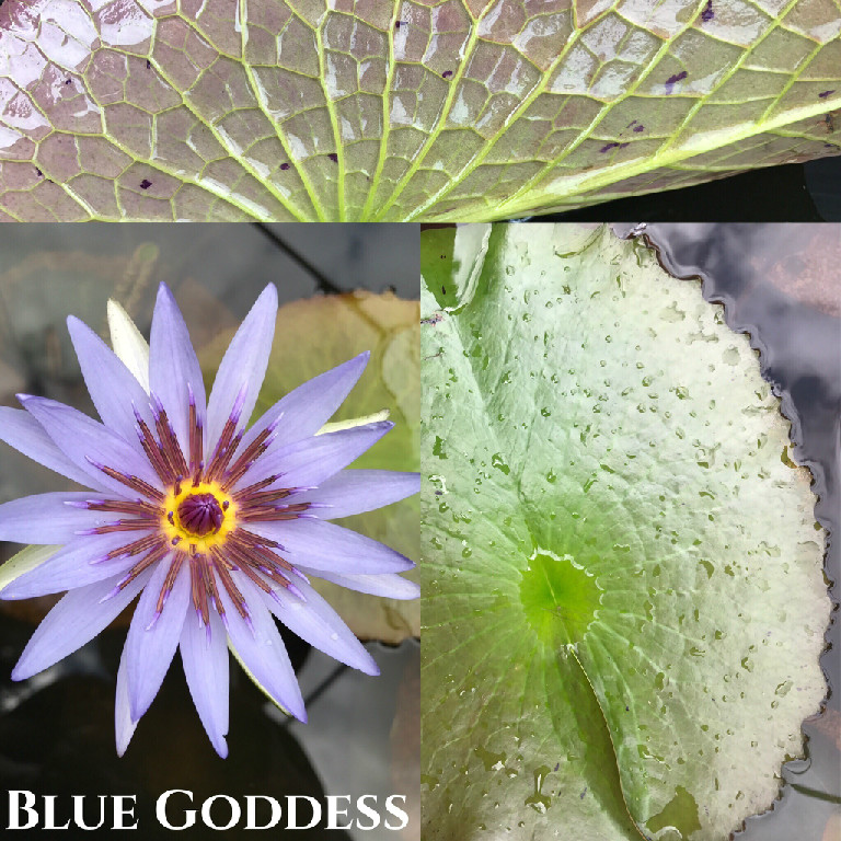 Nymphaea Blue Goddess Lily Aquatic Pond Flower