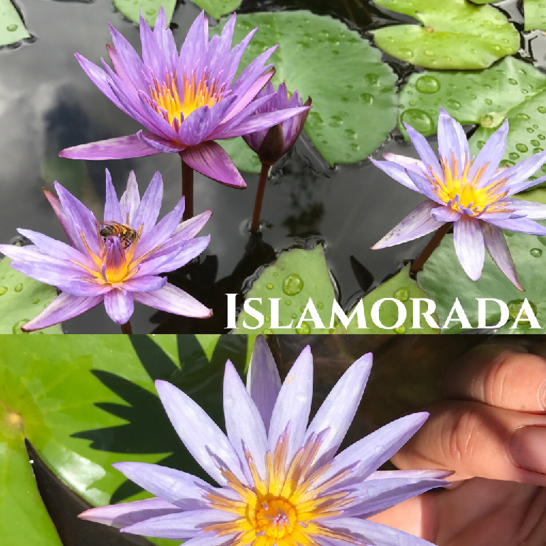 Nymphaea Islamorada Lily Aquatic Pond Flower
