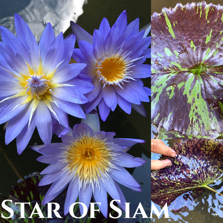 Nymphaea Star of Siam Lily Aquatic Pond Flower