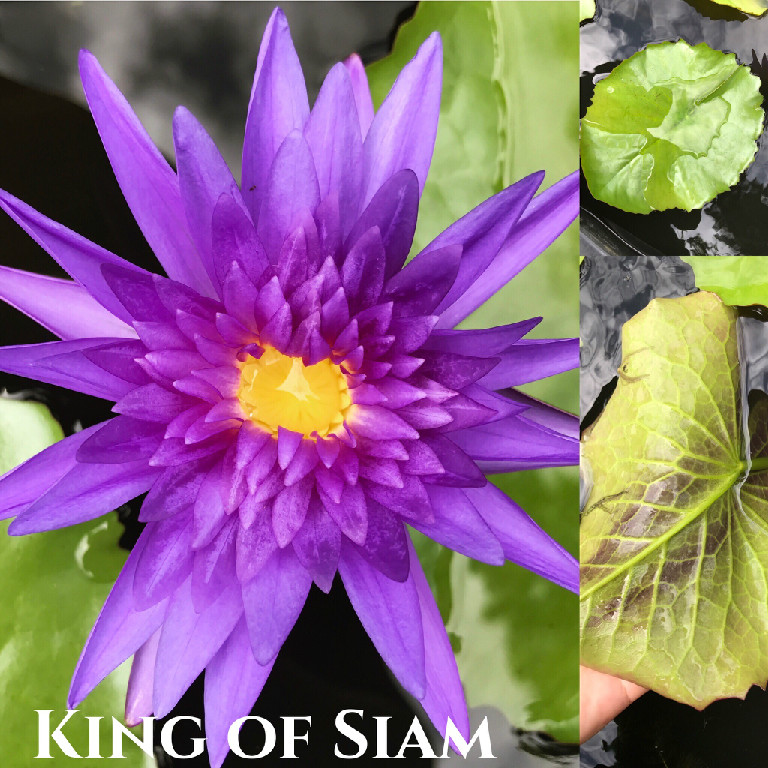 Nymphaea King of Siam Lily Aquatic Pond Flower