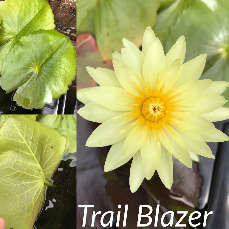 Nymphaea Trail Blazer Lily Aquatic Pond Flower