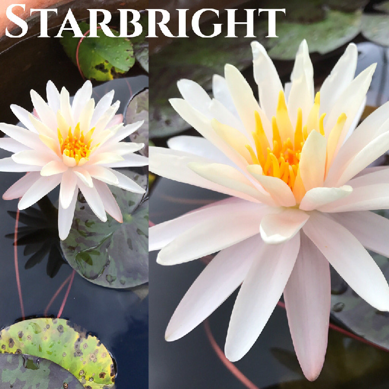 Nymphaea Starbright Lily Aquatic Pond Flower
