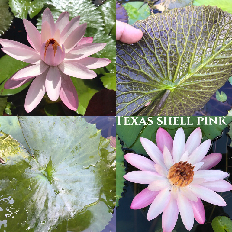 Nymphaea Texas Shell Pink Lily Aquatic Pond Flower