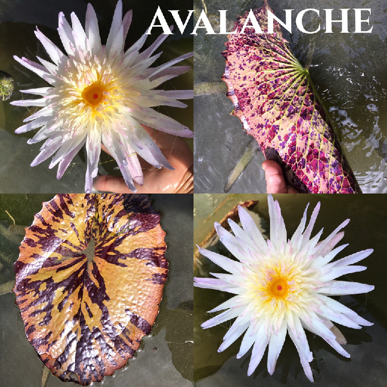 Avalanche Tropical White Water Lily Nymphaea