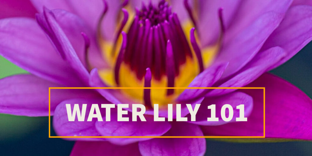 Water Lily 101