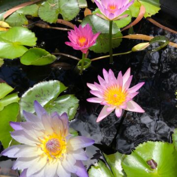 Sun loving water lilies provide shade