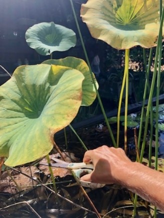 Winter Dormancy: When to Repot Lotus, Water Lily, Mosaic and Carnivorous Plants?