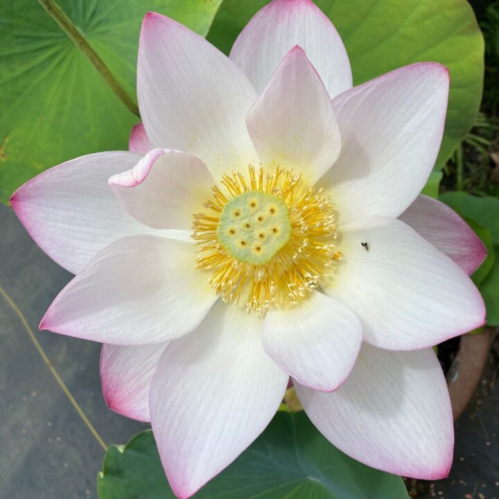 Summertime Lotus Blooms and Water Lily Feature: Nymphaea Terri Dunn