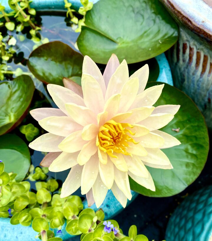 5 Steps to Setting up a Water Garden