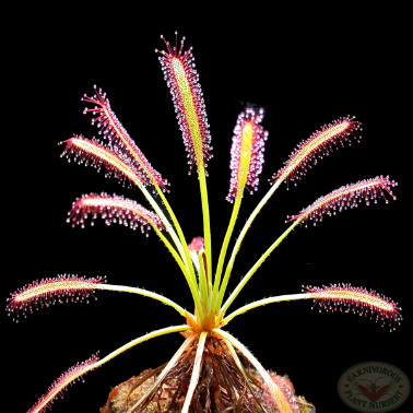 10-30% Off Sale, Carnivorous Plants, and Classes