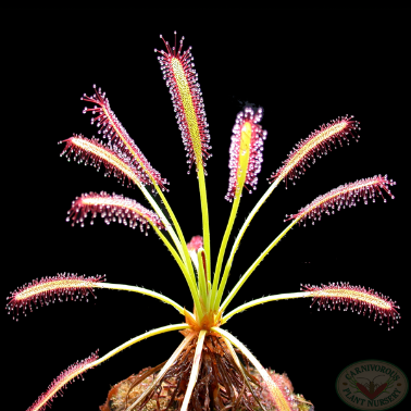 carnivorous plant cape sundew