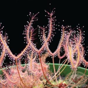 Carnivorous plant Forked Sundew