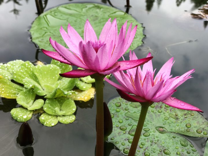 Welcome to the Wonderful World of Water Lilies!
