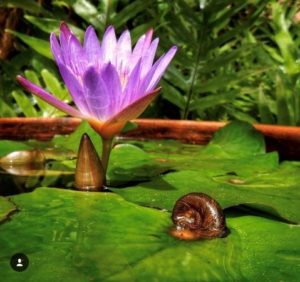 Panama Pacific Nymphea Purple Water Lily