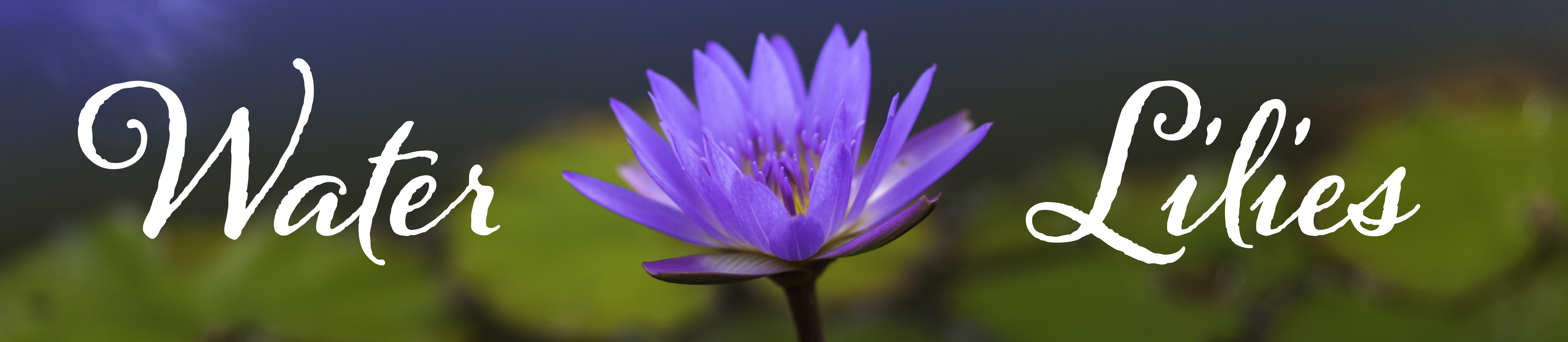 Purple Blue Water Lily
