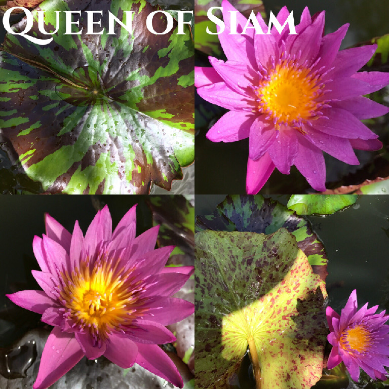 Nymphaea Queen of Siam Lily Aquatic Pond Flower