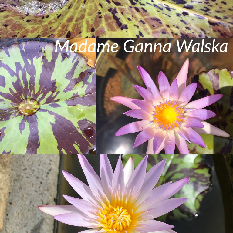 Nymphaea Madame Ganna Walska Lily Aquatic Pond Flower