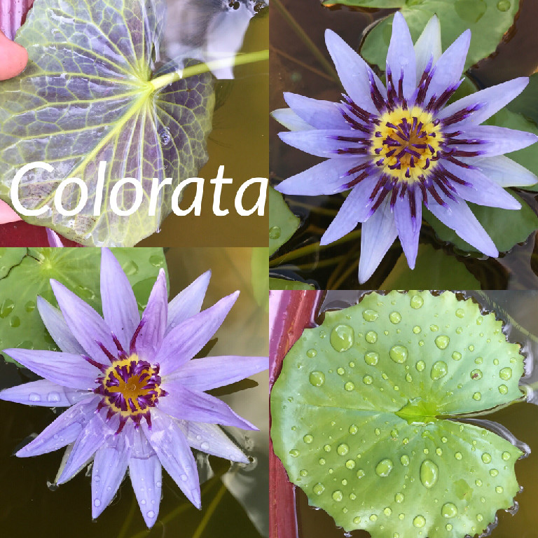 Nymphaea Colorata Lily Aquatic Pond Flower