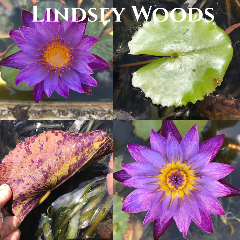 Nymphaea Lindsey Woods Lily Aquatic Pond Flower
