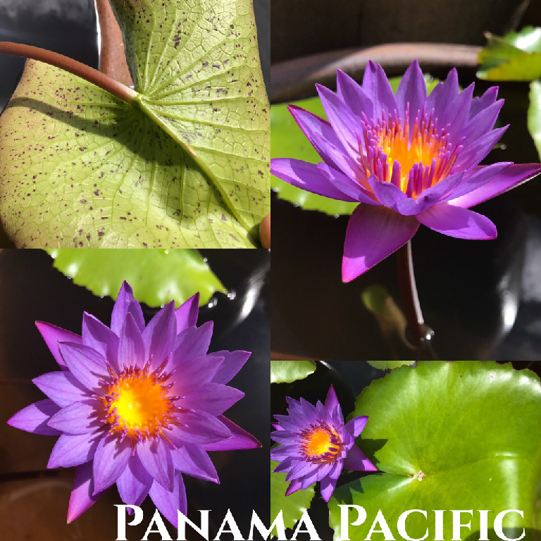 Nymphaea Panama Pacific Lily Aquatic Pond Flower