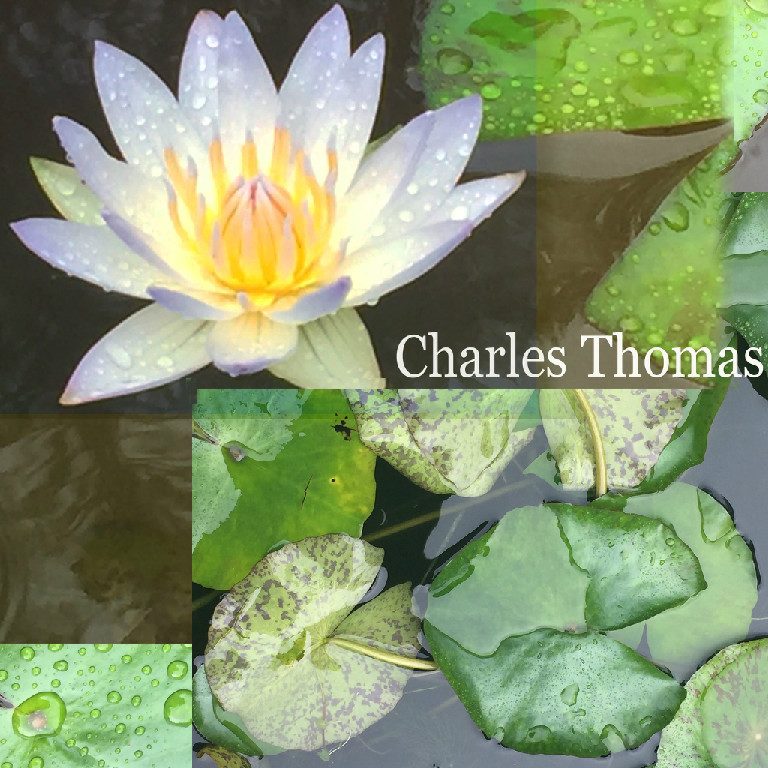 Nymphaea Charles Thomas Water Lily Aquatic Plant Flower
