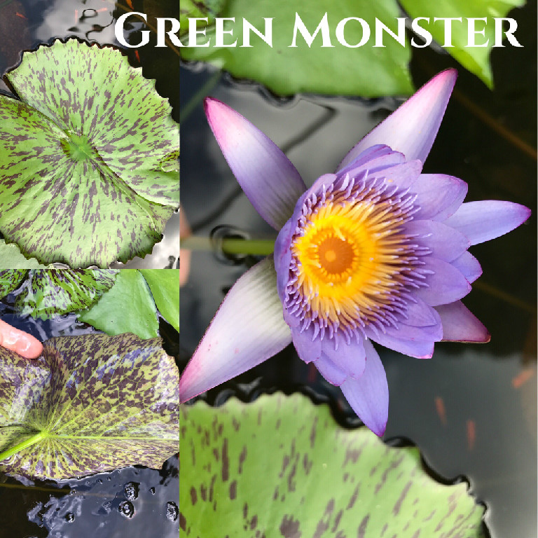 Nymphaea Green Monster Lily Aquatic Pond Flower
