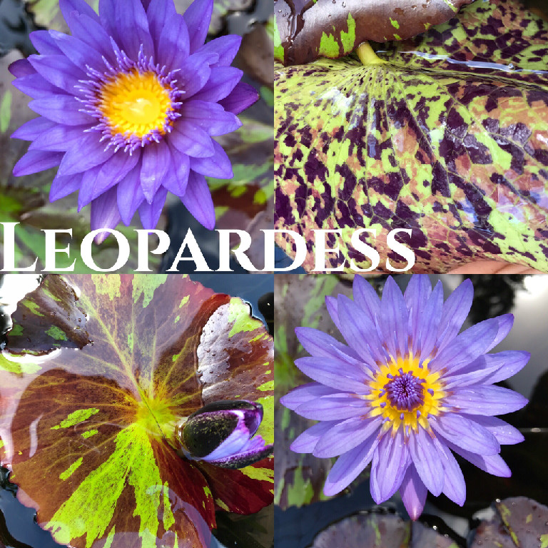 Nymphaea Leopardess Lily Aquatic Pond Flower