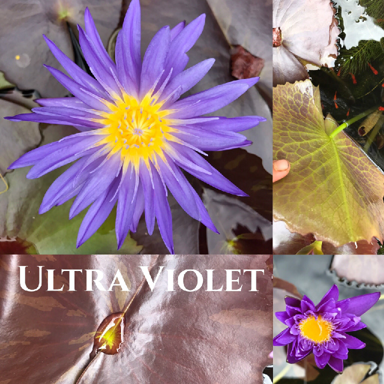 Nymphaea Ultra Violet Lily Aquatic Pond Flower
