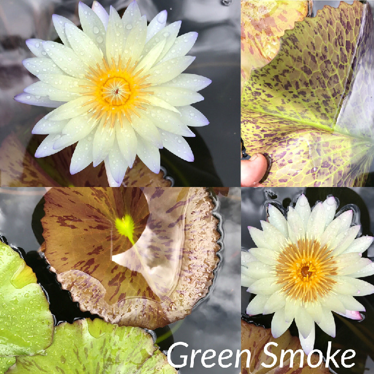 Nymphaea Green Smoke Lily Aquatic Pond Flower