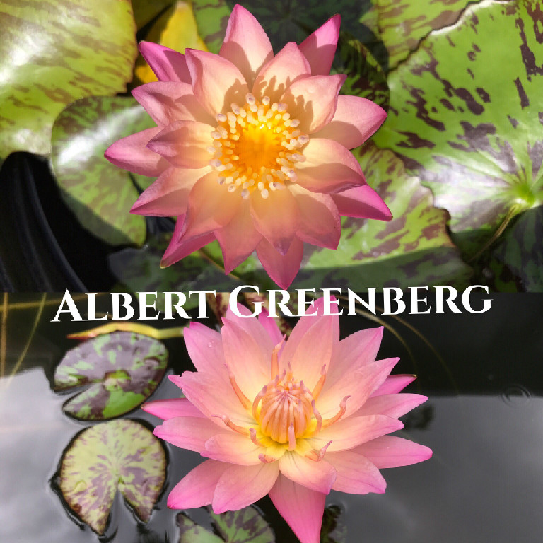 Nymphaea Albert Greenberg Lily Aquatic Pond Flower