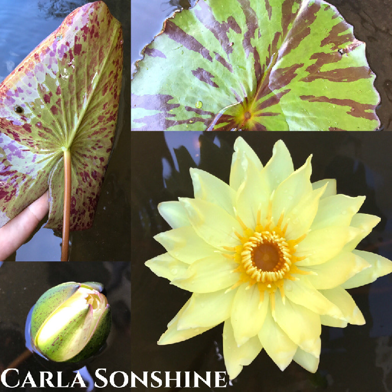 Nymphaea Carla Sonshine Lily Aquatic Pond Flower