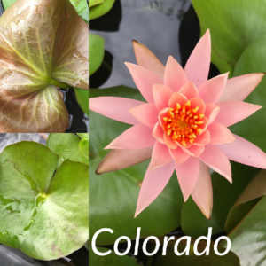 Nymphaea Colorado Lily Aquatic Pond Flower