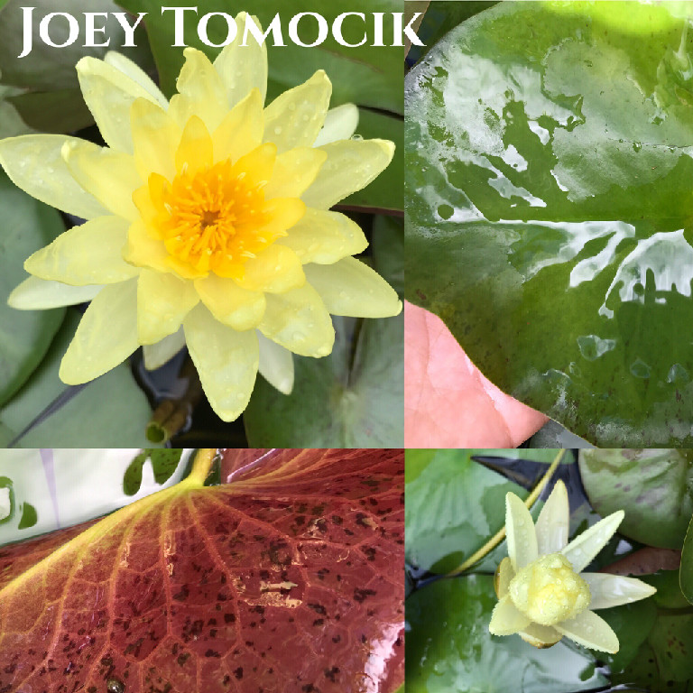 Nymphaea Joey Tomocik Lily Aquatic Pond Flower