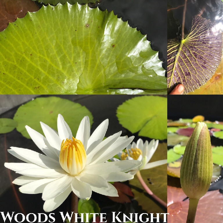 Nymphaea Woods White Knight Lily Aquatic Pond Flower