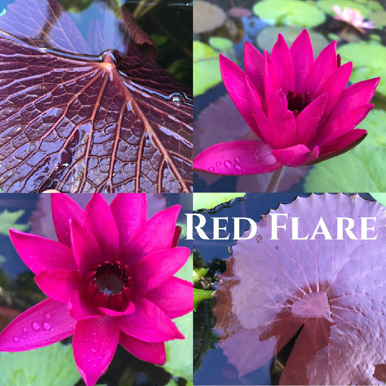 Nymphaea Red Flare Lily Aquatic Pond Flower