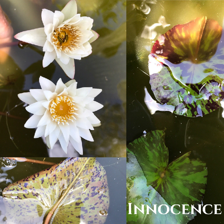 Nymphaea Innocence Water Lily Aquatic Pond Flower