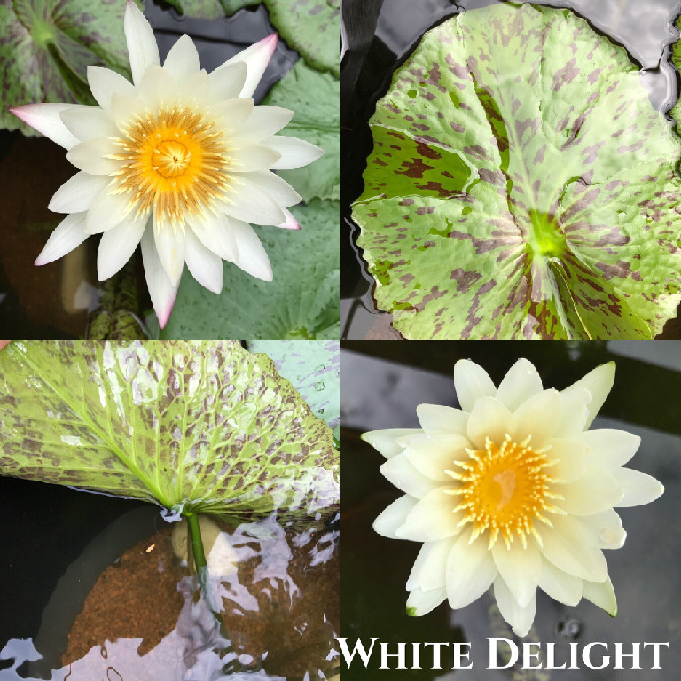 Nymphaea White Delight Water Lily Aquatic Pond Flower