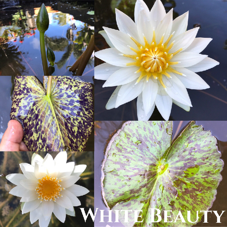 Nymphaea White Beauty Water Lily Aquatic Pond Flower