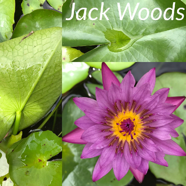 Nymphaea Jack Woods Water Lily Aquatic Pond Flower