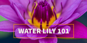 Water Lily 101