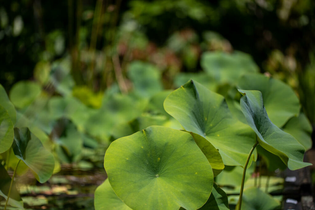 Lotus leaves in summer