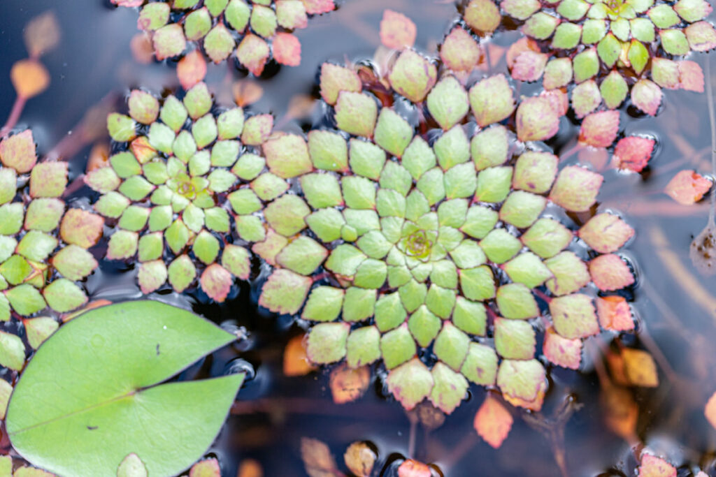 Mosaic plant