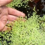 Duckweed or Lemna minor Floating Invasive plant
