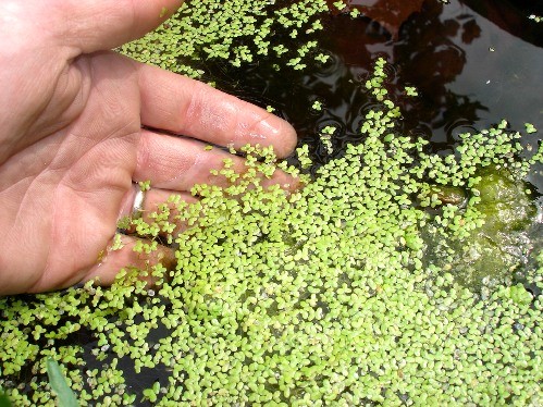 Duckweed or Lemna minor Floating Invasive plant