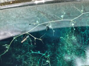 Bladderwort invasive submerged carnivorous plant