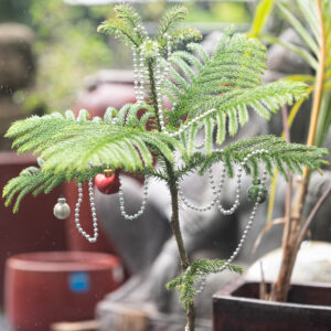sustainable living Christmas tree Norfolk pine Kauai