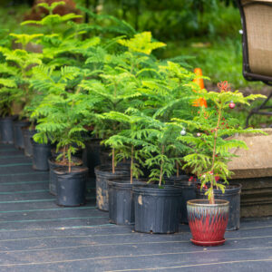 potted Norfolk Island pine Christmas trees