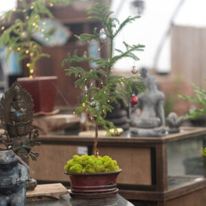 bonsai table top Christmas tree